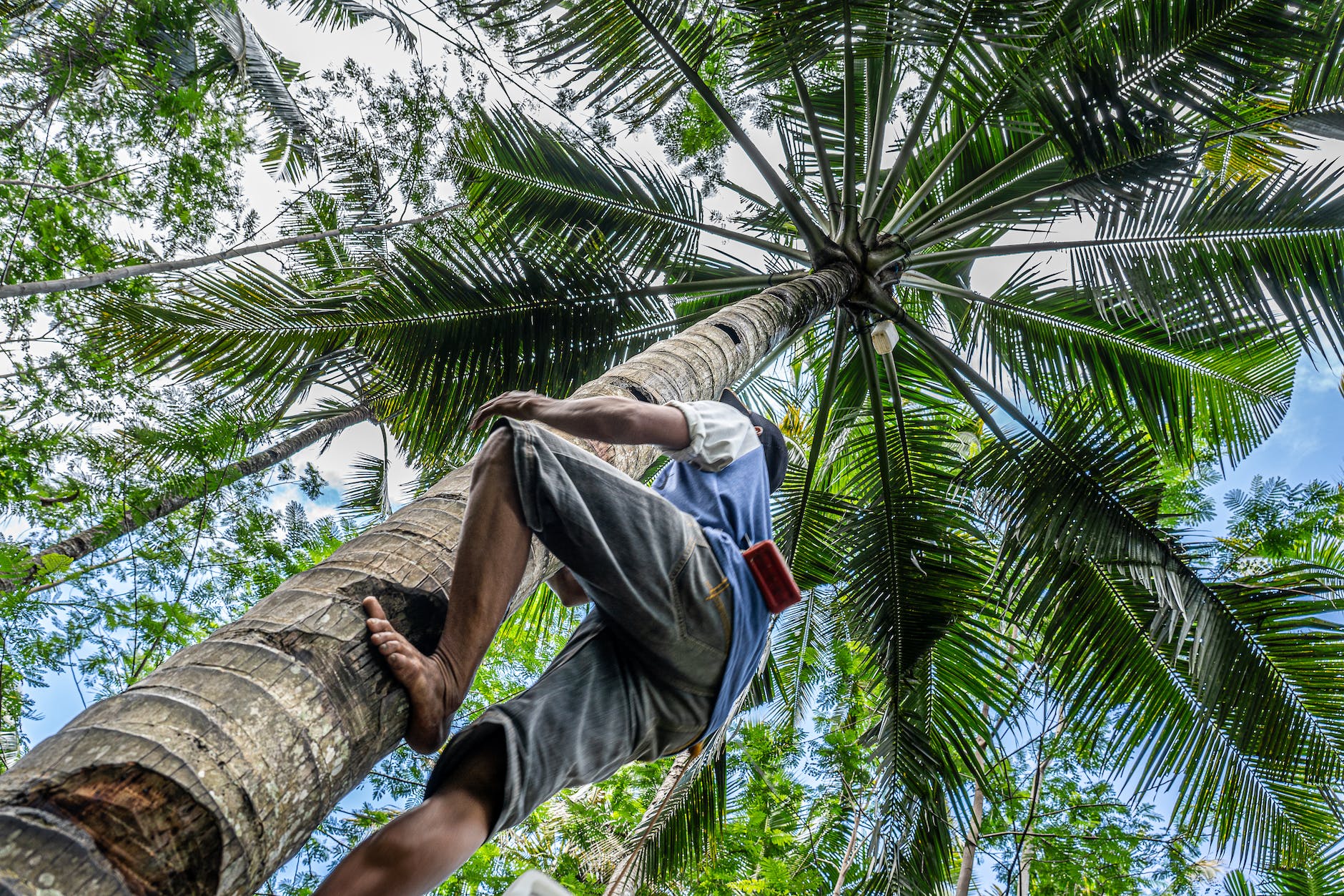 barefoot man climbing palm tree